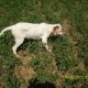 <h1 style="font-size: 12px">Cani da Caccia: Bellissimi setter da caccia a lavoro su campo erboso.</h1>
